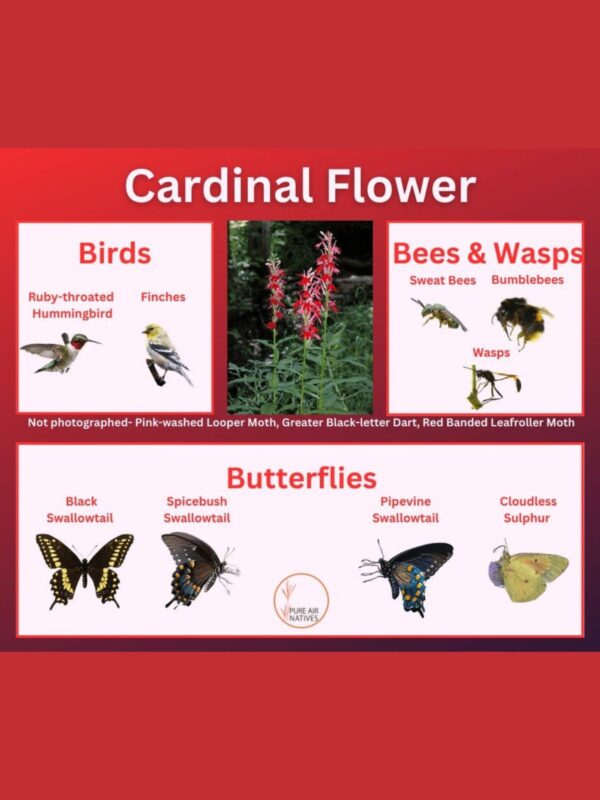Cardinal flower and its wildlife associations including butterflies, bees, wasps, and birds.