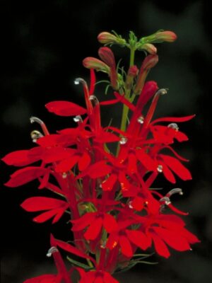 Red Cardinal Flower bloom close up