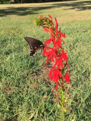 Cardinal Flower blooming in sunny field with Black Swallowtail