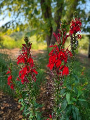 Cardinal Flower (Lobelia cardinalis) with vivid red tubular flowers blooming on tall green stems along a woodland path.