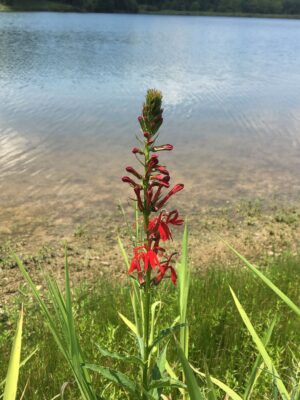 red Cardinal Flower beginning to bloom at lake edge