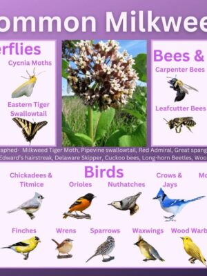 Common milkweed and its wildlife associations including butterflies, moths, bees, wasps, and birds.