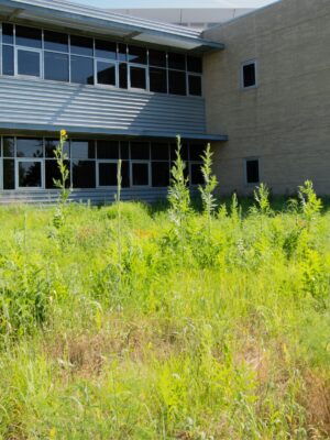 Native erosion control grass seed mix with deep-rooted prairie grasses for slope stabilization and erosion prevention. Near commercial building
