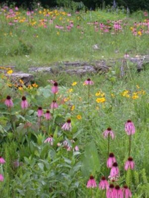 Established Ozark glade planting featuring Purple Coneflower, coreopsis, and other native wildflowers growing among low-growing grasses and rocky glade vegetation.