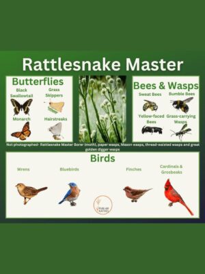 Rattlesnake Master and its wildlife associations including butterflies, bees, wasps, and birds.