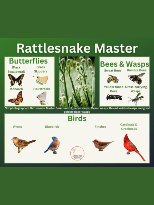 Rattlesnake Master and its wildlife associations including butterflies, bees, wasps, and birds.