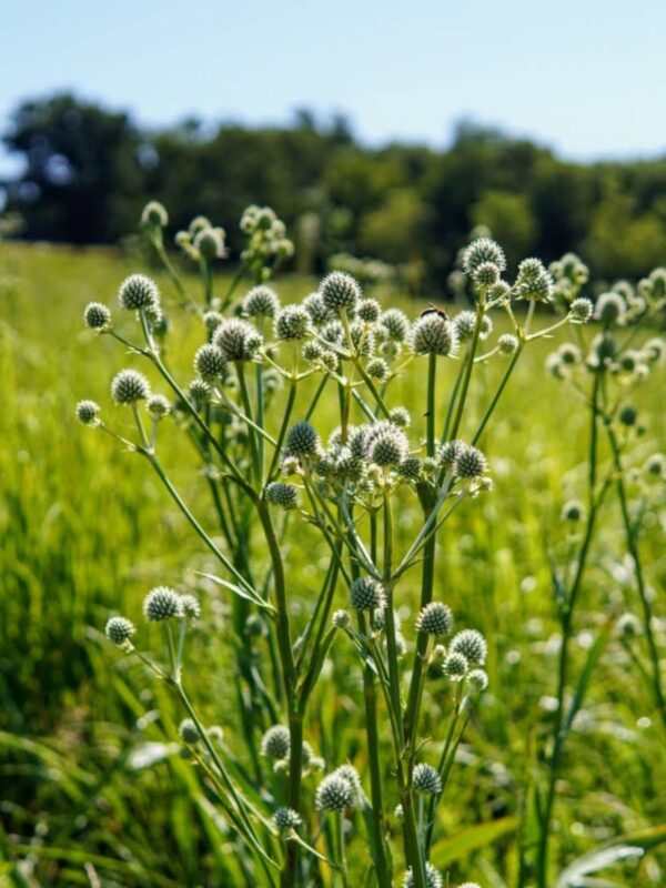 Rattlesnake Master clump in meadow, growing towards the sun