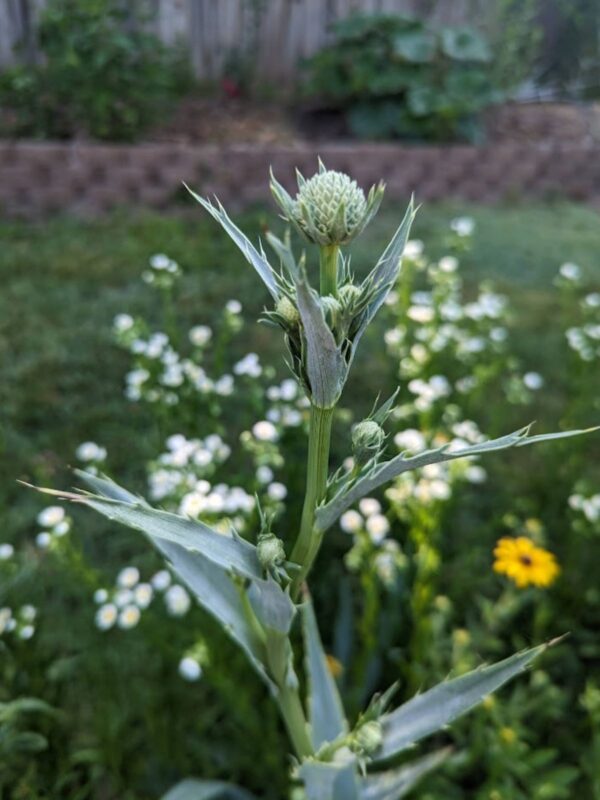 tall Rattlesnake Master growing in dry creek bed in backyard