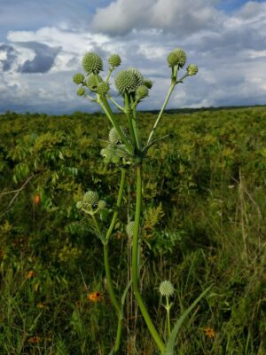 Rattlesnake Master growing tall in prairie and cloudy sky