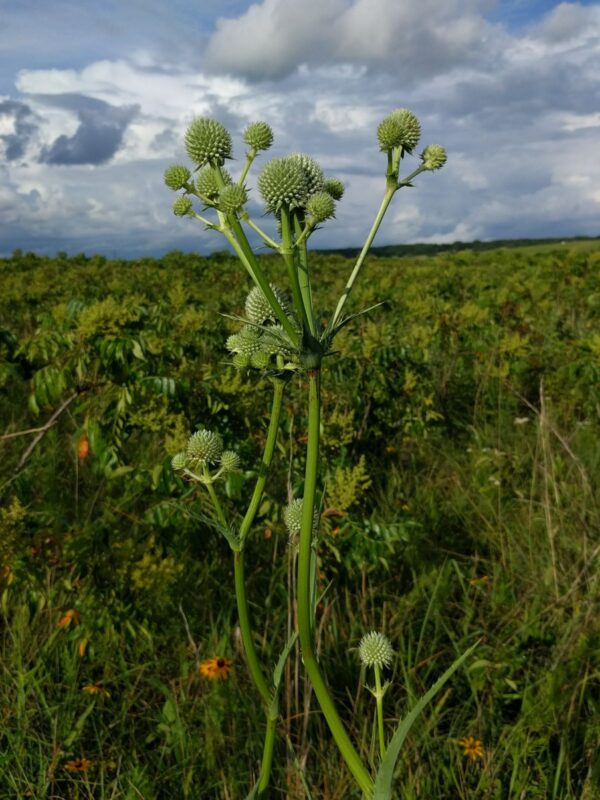 Rattlesnake Master growing tall in prairie and cloudy sky