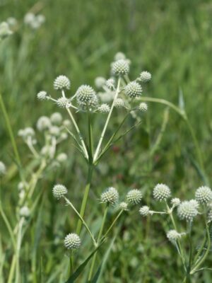 Rattlesnake Master (Eryngium yuccifolium) with distinctive white globe-shaped flower heads in a native prairie.