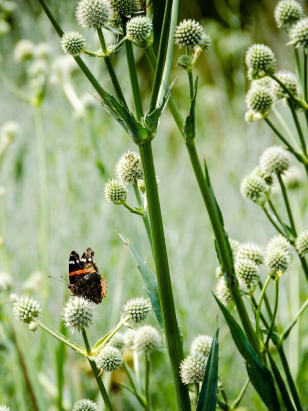 Red Admiral butterfly perched on Rattlesnake Master
