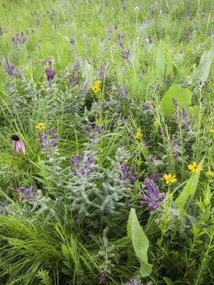 Established dense dry prairie planting featuring native grasses and wildflowers including purple prairie clover, coneflower, and lanceleaf coreopsis