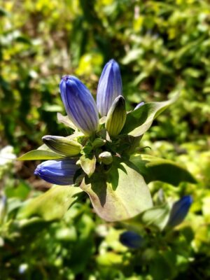 Bottle Gentian blue bottle-like flowers that don't open close up