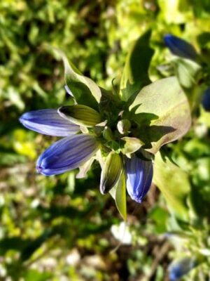Bottle Gentian Wildflower Pure Air Natives