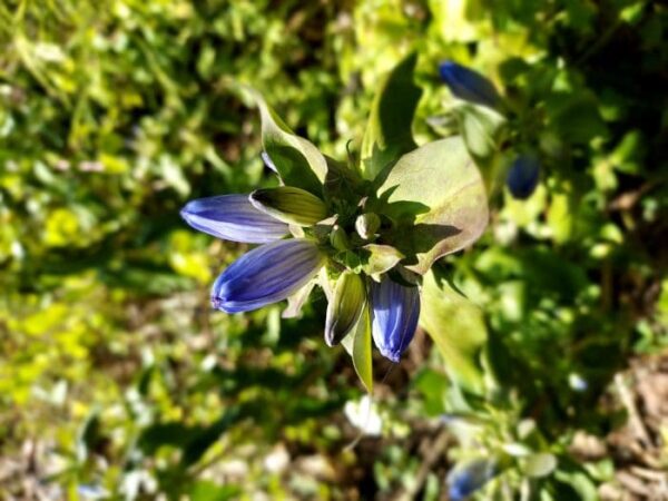 Bottle Gentian Wildflower Pure Air Natives