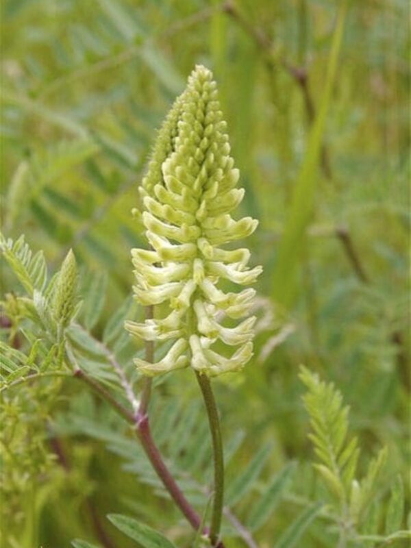 Canada Milkvetch (Astragalus canadensis) flower