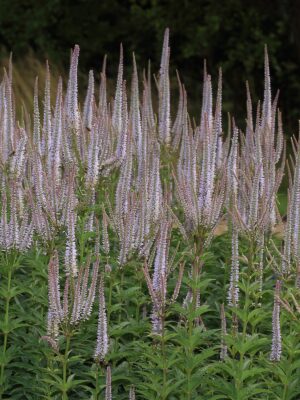 Culver's Root with purple tinge in shady area