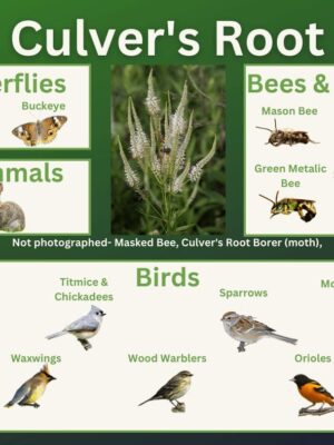 Culver's Root and it's wildlife associations including butterflies, bees, wasps, and birds.