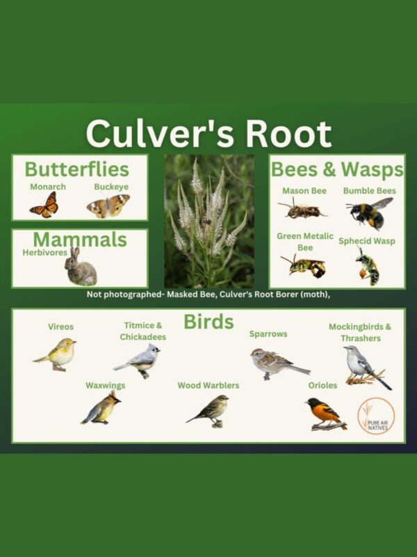 Culver's Root and it's wildlife associations including butterflies, bees, wasps, and birds.