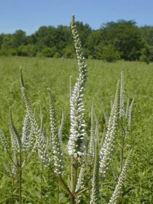 Culver's root plant blooming in prairie