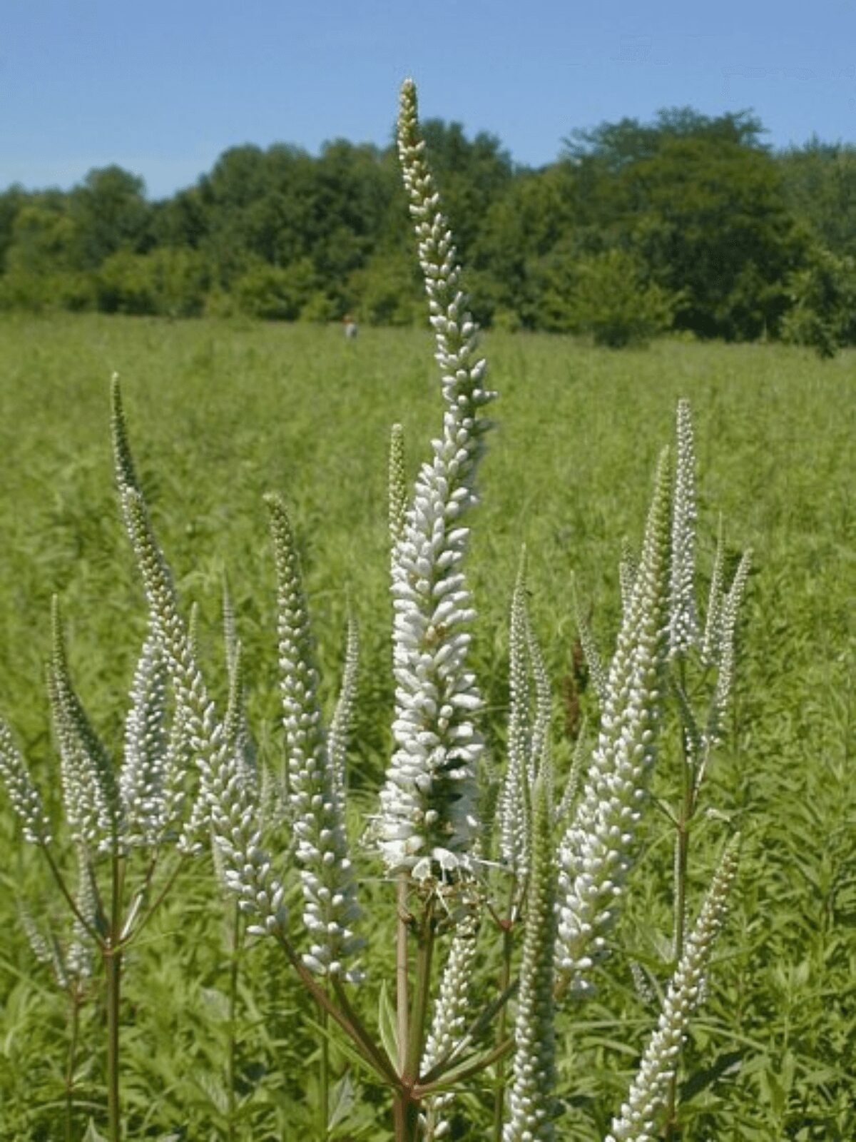 Culver's root plant blooming in prairie