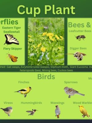 Cup plant and its wildlife associations including butterflies, bees, wasps, and birds.