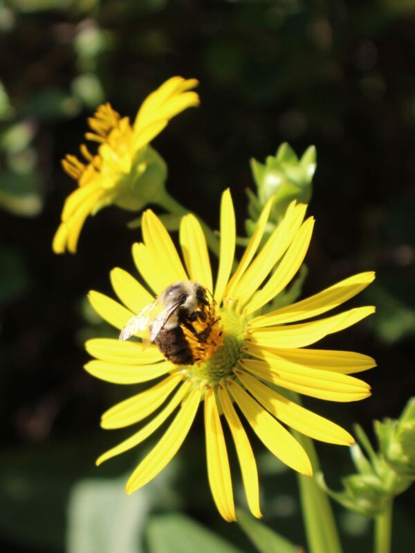 Cup Plant close up with bee