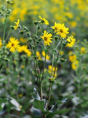 Cup Plant clump close up