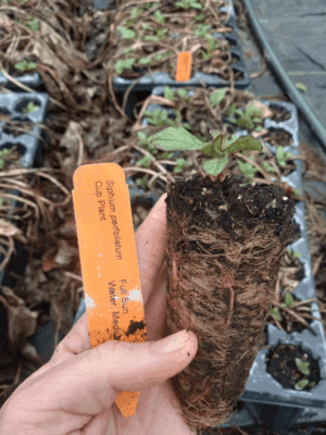 Healthy cup plant plug with developed roots