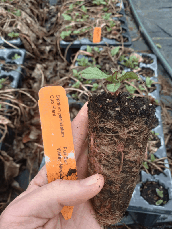 Healthy cup plant plug with developed roots