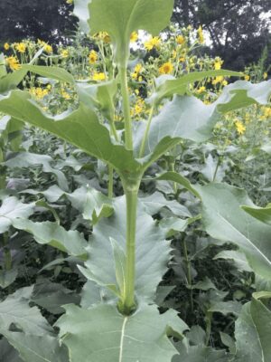 Close up of Cup Plant's stem, which allows it to hold water
