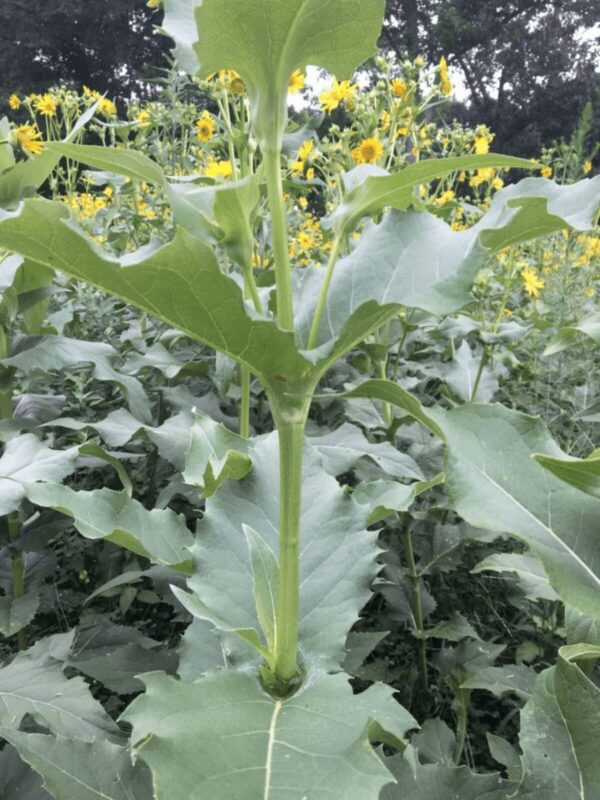 Close up of Cup Plant's stem, which allows it to hold water