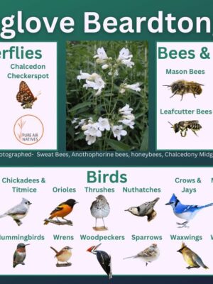 Foxglove beardtongue and its wildlife associations including butterflies, bees, wasps, and birds.