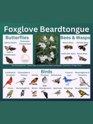 Foxglove beardtongue and its wildlife associations including butterflies, bees, wasps, and birds.