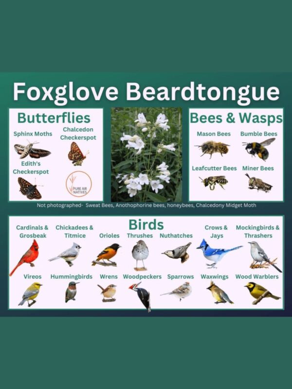 Foxglove beardtongue and its wildlife associations including butterflies, bees, wasps, and birds.