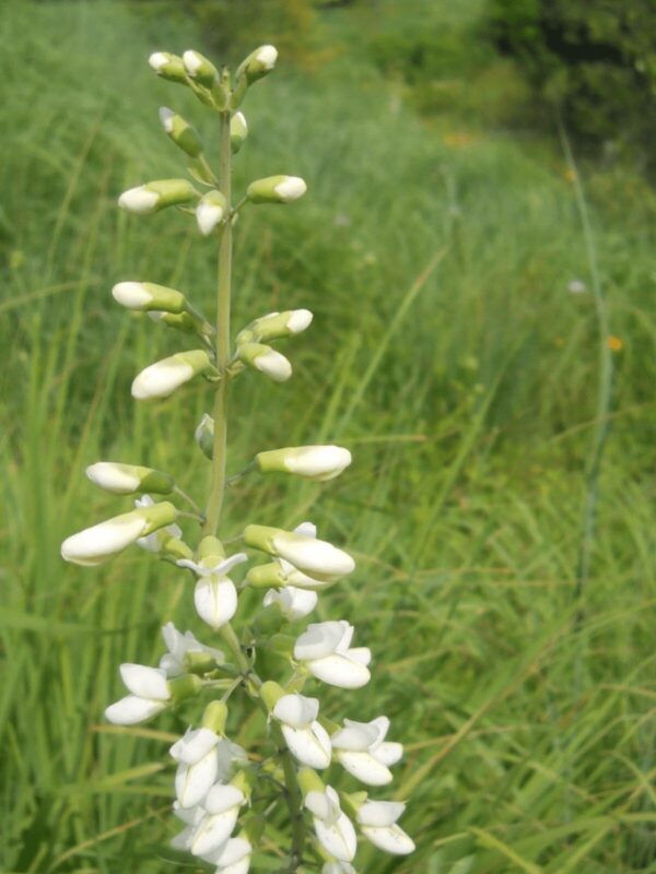 White Foxglove Beardtongue starting to bloom
