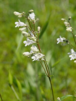 Foxglove Beardtongue blooming in meadow, fuzzy "beard" visible