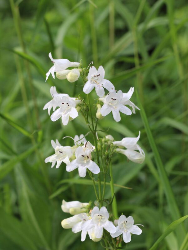 Foxglove Beardtongue blooming in summer