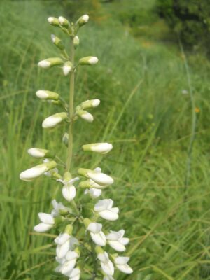 Foxglove beardtongue flowers and stem