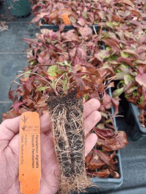 Healthy Foxglove Beardtongue plug with established roots