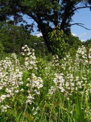 White Foxglove Beardtongue woodland edge field