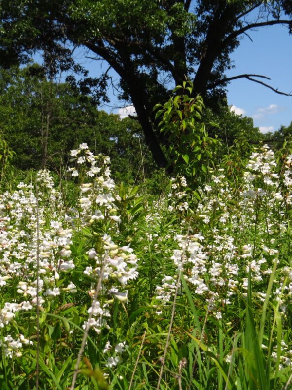 White Foxglove Beardtongue woodland edge field