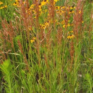 Rumsey Indiangrass Seed