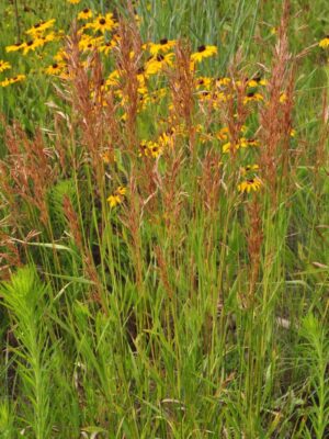 Rumsey Indiangrass Seed