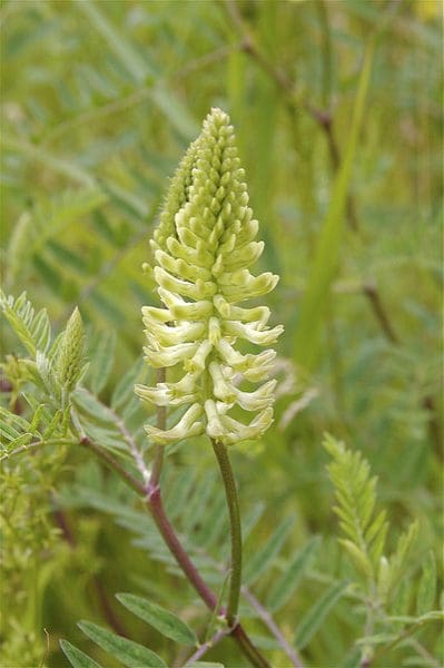 Canada Milkvetch Flower