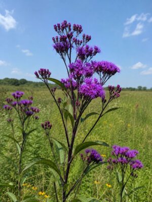 Prairie Ironweed (Vernonia fasciculata) with clusters of purple flowers and narrow green leaves growing in a sunny meadow beneath a blue sky