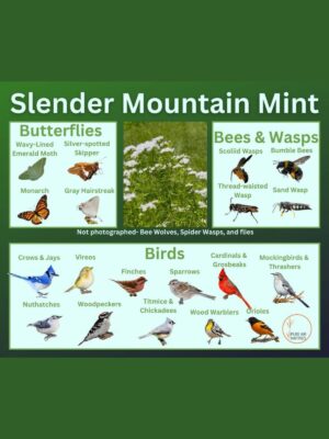 slender mountain mint and its wildlife associations including butterflies, bees, wasps, and birds