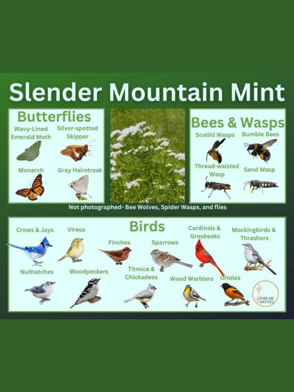slender mountain mint and its wildlife associations including butterflies, bees, wasps, and birds
