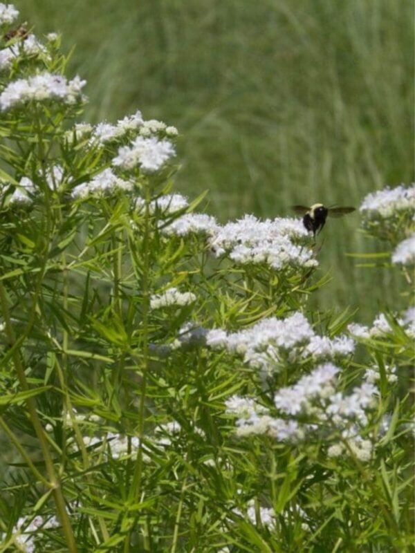 Slender Mountain Mint (Pycnanthemum tenuifolium) flower field with bee